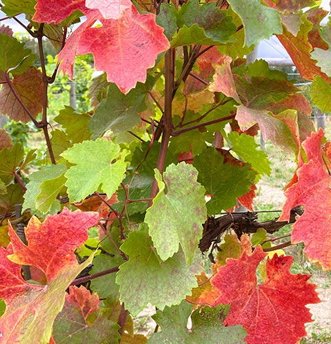 480leaves